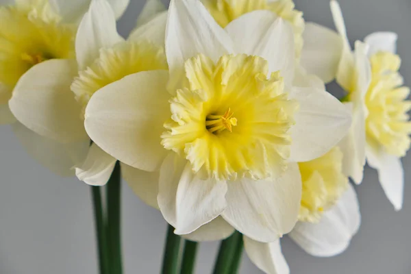 Påskliljor Vit Och Gul Narcissus Bukett Nära Upp Grå Bakgrund — Stockfoto