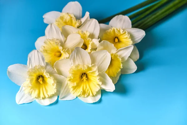 Set Hermosos Narcisos Blancos Amarillos Yacen Sobre Fondo Azul Flat — Foto de Stock