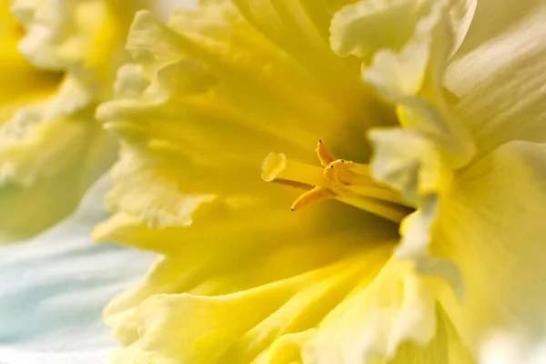 Makroblätter Der Weißen Und Gelben Narzissentrompete Narzisse Narziss Pseudonarcissus Makrodetail — Stockfoto