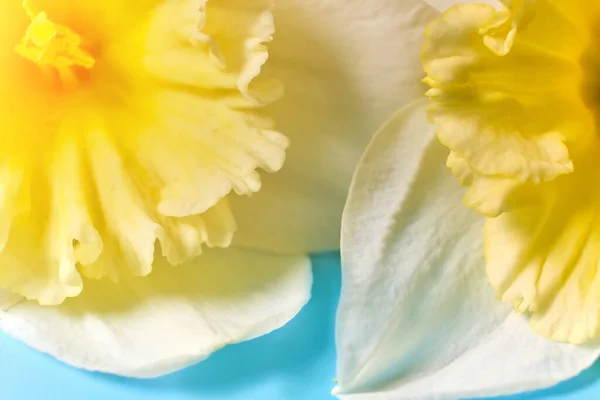 Makrokronblad Vita Och Gula Narcissus Trumpet Påsklilja Narcissus Pseudonarcissus Makro — Stockfoto