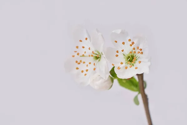 Весняні Гілки Білі Квіти Макрос Листя Квітка Білому Тлі — стокове фото