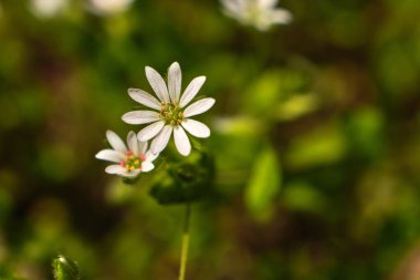 Yeşil çimenler ve papatyalar. Papatya bahçesi. Papatya papatyasından beyaz çiçekler. Papatya çiçeği güzel ve narin. Güzel taze papatya çiçeği. papatya çiçeği