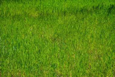 Yeşil çimen dokusu. Yeşil arkaplan yapmak için kullanılan parlak çimen bahçesi fikri, yeşil çimen desenli arka plan.