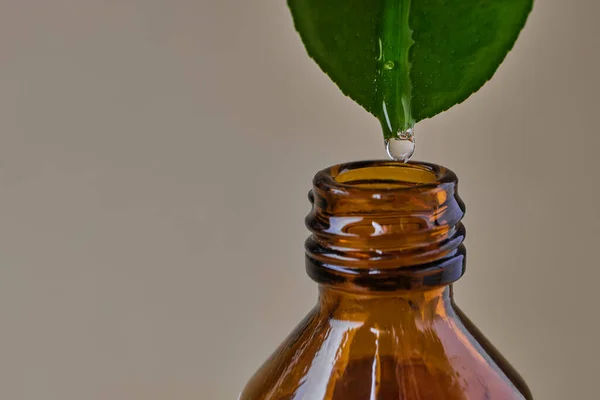 Close Essential Oil Dripping Fresh Natural Green Leaf Brown Glass — Stock Photo, Image