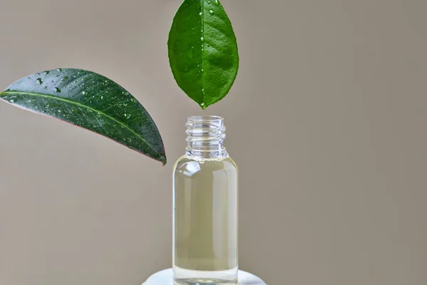 close up of essential oil dripping from fresh natural leaf into glass bottle with a beautiful drop, macro photography, on a light background