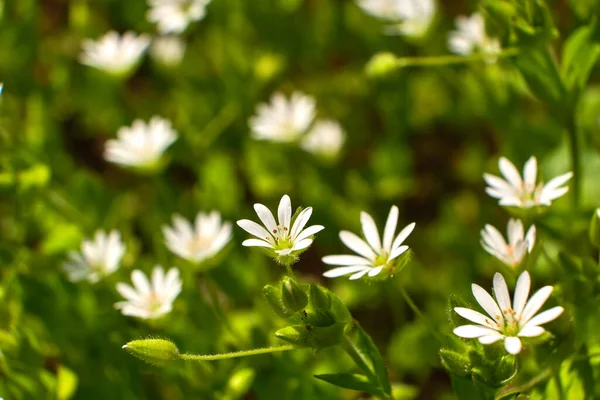 Πράσινο Γρασίδι Και Χαμομήλια Στη Φύση Χαμομήλι Κήπο Λευκά Άνθη — Φωτογραφία Αρχείου