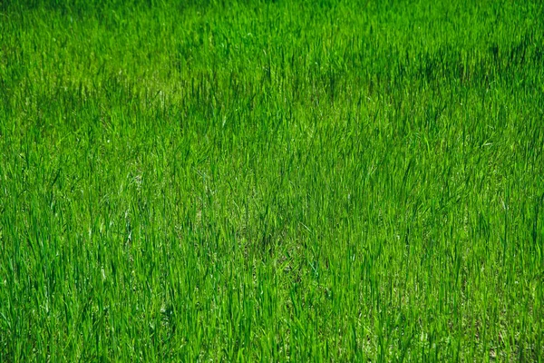 Fundo Textura Grama Verde Jardim Grama Brilhante Ideia Conceito Usado — Fotografia de Stock