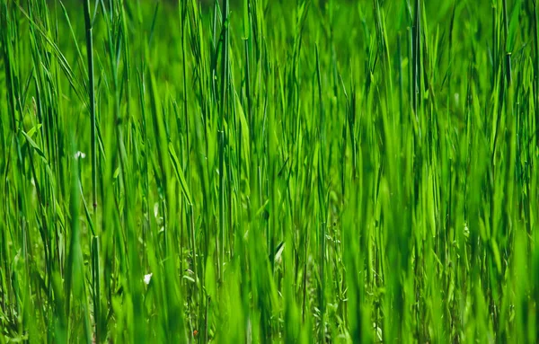 Groene Gras Textuur Achtergrond Helder Gras Tuin Idee Concept Gebruikt — Stockfoto
