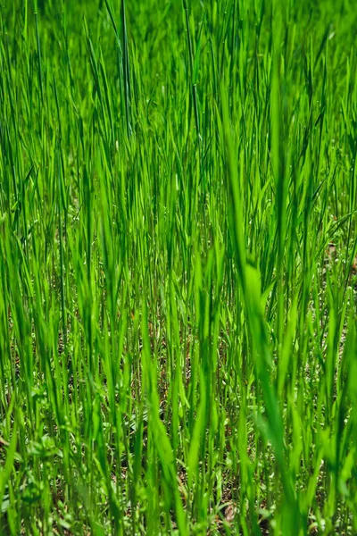 Fundo Textura Grama Verde Jardim Grama Brilhante Ideia Conceito Usado — Fotografia de Stock