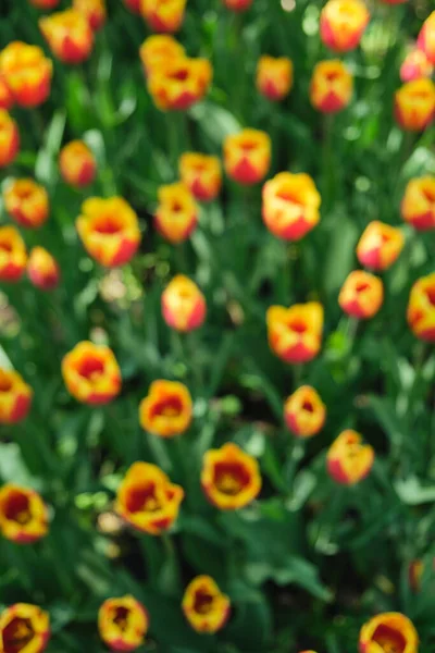 Tulpanfält Parken Med Vackert Röda Och Gula Blommande Tulpaner Suddig — Stockfoto