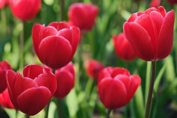 Close Tulips Park Beautifully Red Blooming Tulips Beautiful Background Royalty Free Stock Images