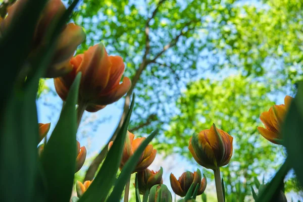 Orange Tulpaner Fältet Med Vidvinkelobjektiv Underifrån Blå Himmel Selektiv Inriktning — Stockfoto