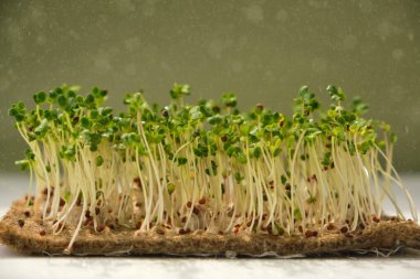 Güneş ışığı altında keten bir hasırda büyüyen mikro yeşil brokoliyi su damlacıklarıyla, spreyleme işlemiyle yakından çek.