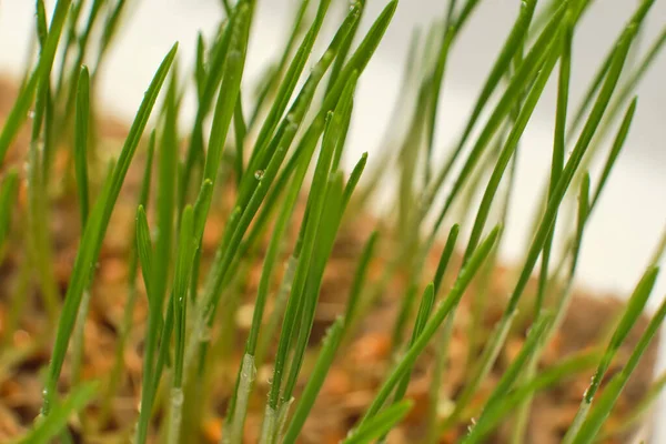 Grãos Trigo Germinados Fecham Germinação Microgreens Casa Vegan Conceito Comida — Fotografia de Stock