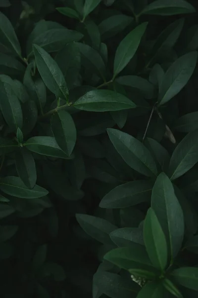 Hojas Verdes Fondo Hojas Verdes Con Espacio Copia Son Tono — Foto de Stock