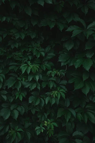 Verde Deixa Fundo Folhas Verdes Com Espaço Cópia Eles São — Fotografia de Stock