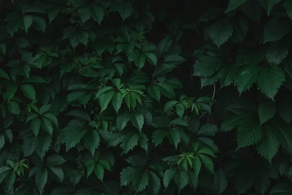 Зеленые Листья Фона Зеленые Листья Копировальным Местом Темного Цвета Зеленые — стоковое фото