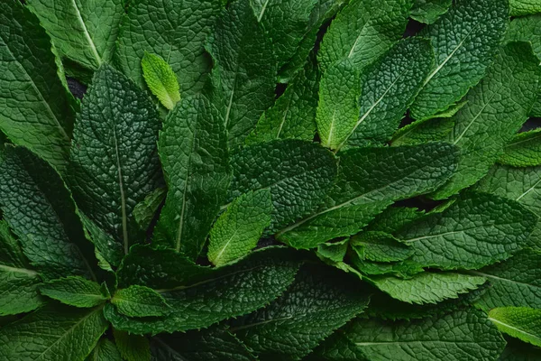 Fresh green mint close-up on a dark green background. Low key, dark food,selective color