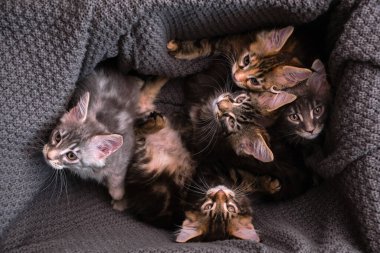 6 renkli Maine Rakunu yavrusu 2 aylıkken bir kutunun içinde kameraya gri bir ekoseyle bakıyor.