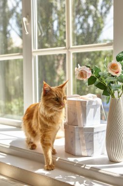 Kırmızı Maine rakunu kedi, güneşli yaz ışığında pencere eşiğinde bir vazo çiçeğin yanında yürüyor.