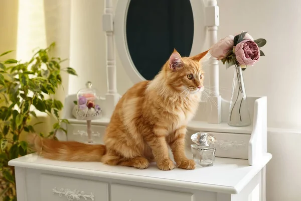 Carino Rosso Soffice Maine Coon Gatto Seduto Tavolo Trucco Boudoir — Foto Stock