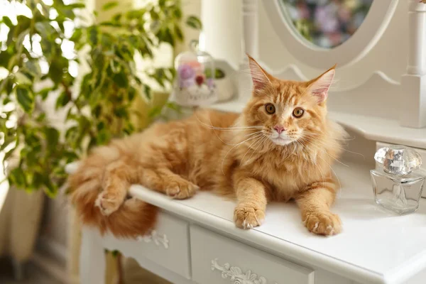 Bonito Vermelho Fofo Maine Coon Gato Encontra Uma Mesa Maquiagem — Fotografia de Stock