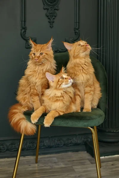 緑と金の色合いでスタイリッシュな高級ホームインテリア 3つの赤ふわふわの家族メインコーン猫は緑のベルベットの椅子に座っています — ストック写真