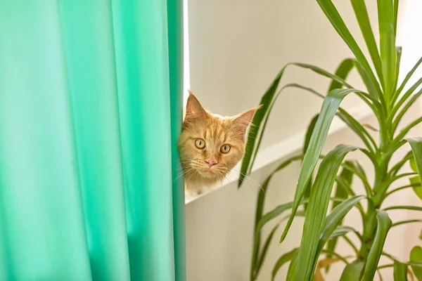 緑のカーテンの後ろから見て黄色の目を持つ赤いメインコーン猫の水平肖像画 国内の美しい最愛の猫 ノミやダニ猫なしで健康な殺菌ワクチン — ストック写真