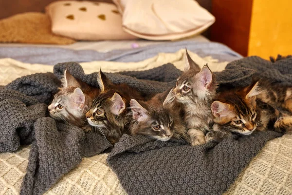 Ομάδα Χαριτωμένο Maine Coon Γατάκια Που Βρίσκονται Γκρι Ζεστή Κουβέρτα — Φωτογραφία Αρχείου