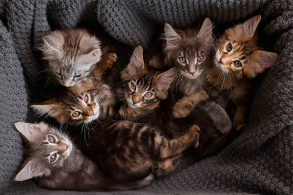 Barevných Koťátek Maine Coon Měsíce Staré Krabici Šedým Kostkovaným Pohledem — Stock fotografie