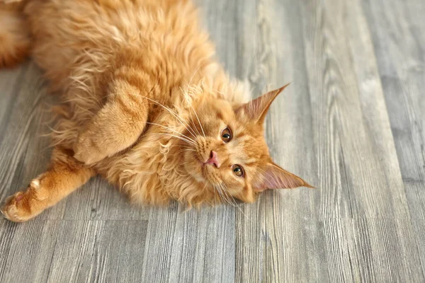 Jengibre Confortable Maine Coon Gato Descansando Suelo Luz Del Día —  Fotos de Stock