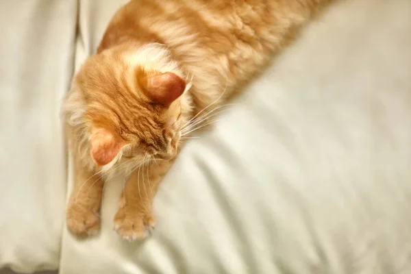 Ginger Kat Ontspannen Bank Woonkamer Liggen Huisdier Geniet Van Zon — Stockfoto