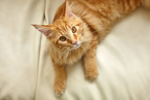 Rudy Kot Relaksujący Się Kanapie Salonie Kłamie Zwierzęta Cieszą Się — Zdjęcie stockowe