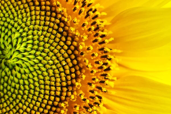 Sunflower Texture Background Texture Sunflower Pollen Macro View Abstract Nature — Stock Photo, Image