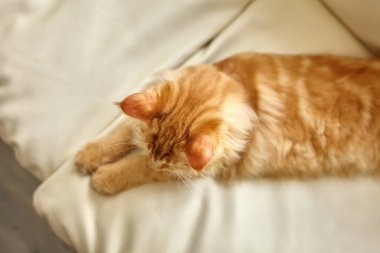 Ginger cat relaxing on couch in living room lying. Pet enjoying sun at home. Maine Coon cute cat 5 months old. Top view