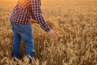 Man With His Back To The Viewer In A Field Of Wheat Touched By The Hand Of Spikes In The Sunset Light. Farmer Walking Through Field Checking Wheat Crop. Wheat Sprouts In Farmer's Hand