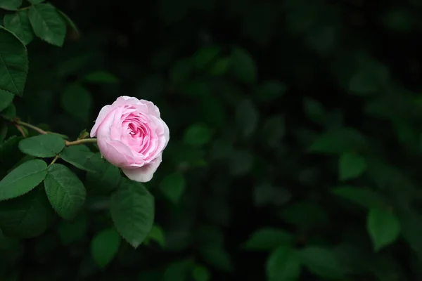 Green Leaves Wild Roses Background Wild Rose Bush Copy Space — Stock Photo, Image