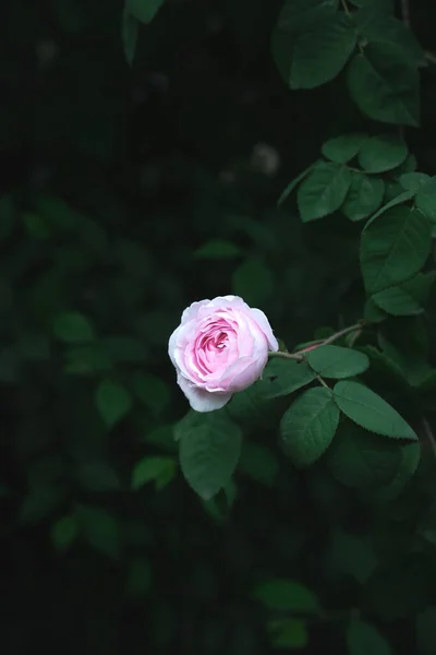 Green Leaves Wild Roses Background Wild Rose Bush Copy Space — Photo