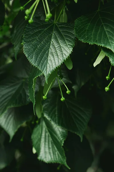 Hojas Verdes Fondo Hojas Verdes Con Espacio Copia Son Tono — Foto de Stock