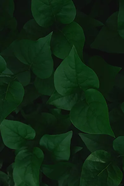Зеленые Листья Фона Зеленые Листья Копировальным Местом Темного Цвета Зеленые — стоковое фото