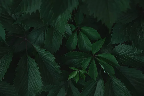 Hojas Verdes Fondo Hojas Verdes Con Espacio Copia Son Tono — Foto de Stock