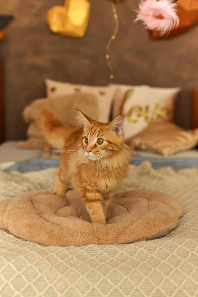 Gato Vermelho Maine Coon Meses Idade Que Acordou Que Está — Fotografia de Stock