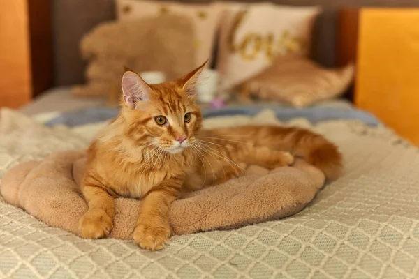 Röd Katt Maine Coon Månader Gammal Som Har Vaknat Upp — Stockfoto