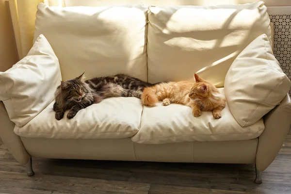 Pets Friends Concept Two Cats Lying White Sofa Home Summer — Stok fotoğraf