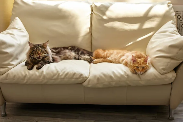 Домашние Животные Концепции Друзей Две Кошки Лежат Белом Диване Дома — стоковое фото