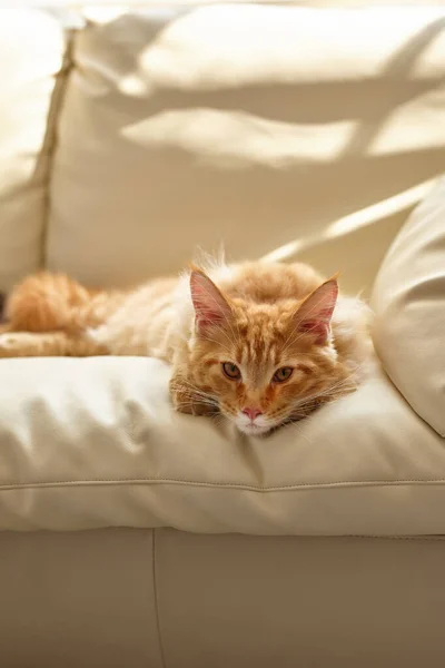 リビングルームに横たわってソファの上でリラックス生姜猫 ペットは家で太陽を楽しむ Main Coon可愛い猫5ヶ月 — ストック写真