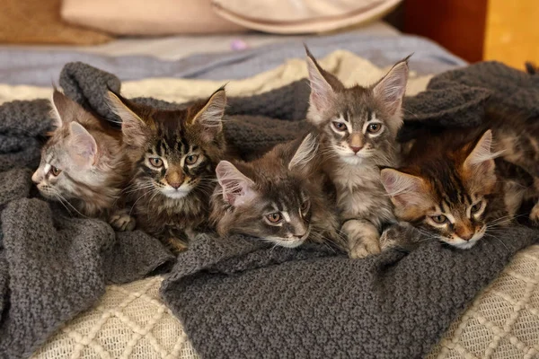 Ομάδα Χαριτωμένο Maine Coon Γατάκια Που Βρίσκονται Γκρι Ζεστή Κουβέρτα — Φωτογραφία Αρχείου