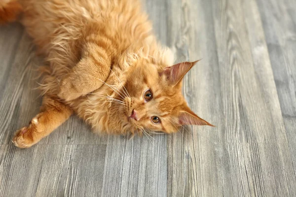 Ginger Acolhedor Maine Coon Gato Que Descansa Soalho Luz Dia — Fotografia de Stock