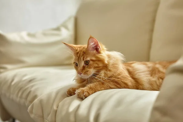 リビングルームに横たわってソファの上でリラックス生姜猫 ペットは家で太陽を楽しむ Main Coon可愛い猫5ヶ月 — ストック写真