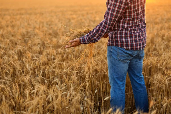 Man His Back Viewer Field Wheat Touched Hand Spikes Sunset — Foto Stock